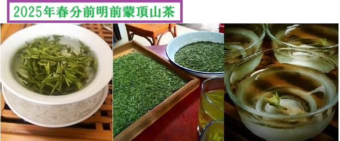 2025年春分前蒙頂山茶
